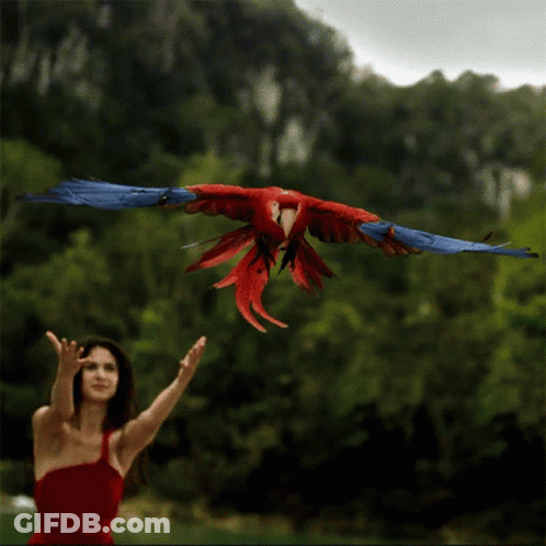 Woman In Red Dress Throws Red Parrot GIF