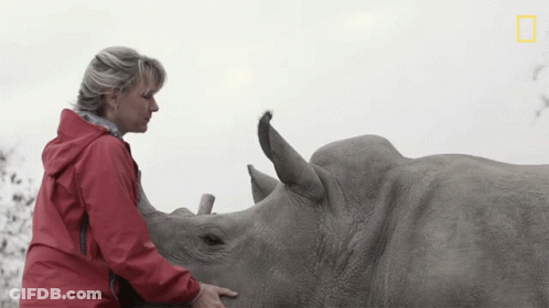 Woman In Red Jacket Touching Rhino Nose GIF