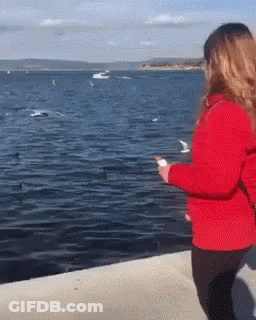 Woman In Red Jacket Watching Seagulls Near Water GIF