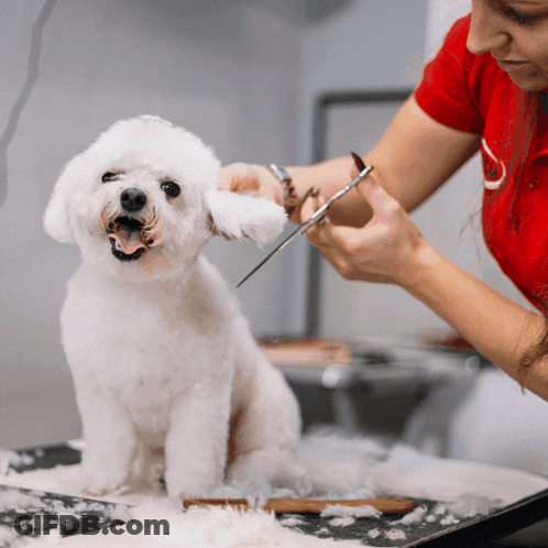 Woman In Red Shirt Cutting Dog's Hair GIF