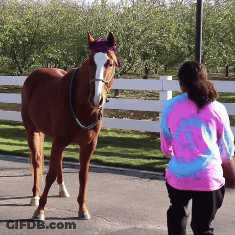 Woman In Tie Dye Shirt Next To Horse GIF