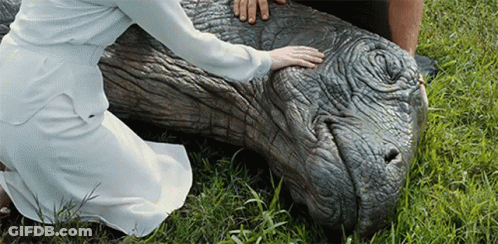 Woman In White Dress Kneeling Touching Hippopotamus GIF