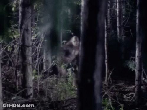 Woman In White Dress Walking Through Forest GIF