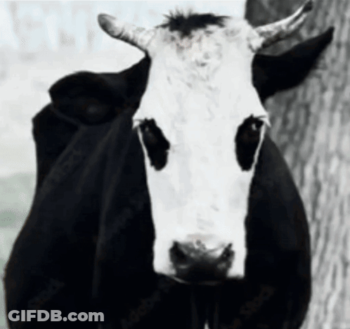 Woman In White Feathered Top Smiling GIF