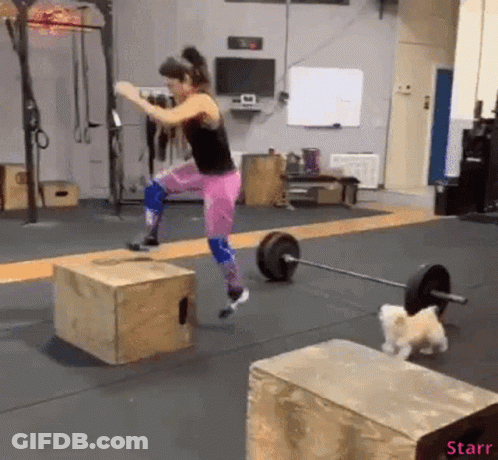 Woman Jumping Over Box With Barbell And Small Dog GIF