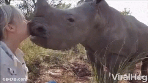 Woman Kissing Rhino Nose, Rhino In Viralhog Shirt GIF