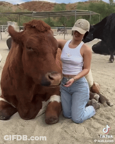 Woman Kneeling Next To Brown Cow With TikTok Watermark GIF