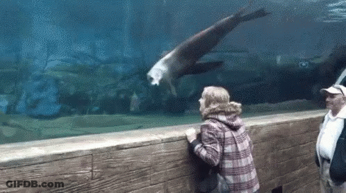 Woman Looking At Seal In Aquarium GIF