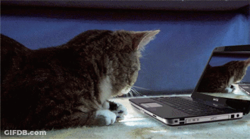 Woman On Couch Using Laptop SEO GIF