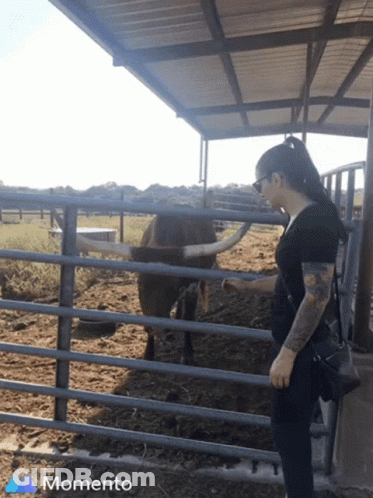 Woman Petting Bull Behind Fence With Momento GIF