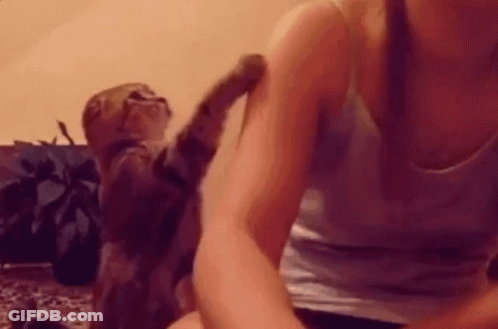 Woman Petting Cat On Couch GIF