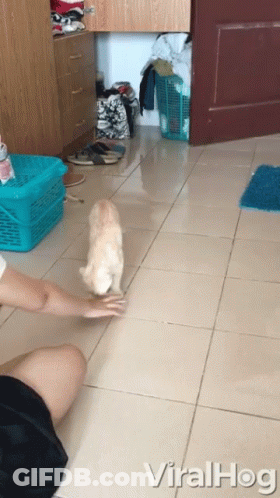 Woman Petting Cat Viralhog GIF