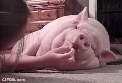 Woman Petting Large Pig Laying On Floor GIF