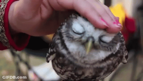 Woman Petting Owl With Eyes Closed GIF