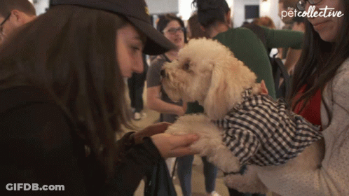 Woman Petting Small White Dog In Plaid Shirt Pet Collective GIF