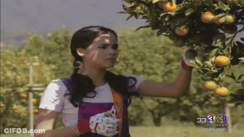Woman Picking Oranges From Tree With Number 33 GIF