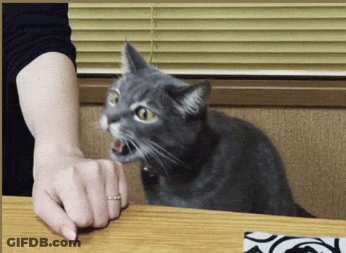 Woman Reaching For Cat Paw GIF