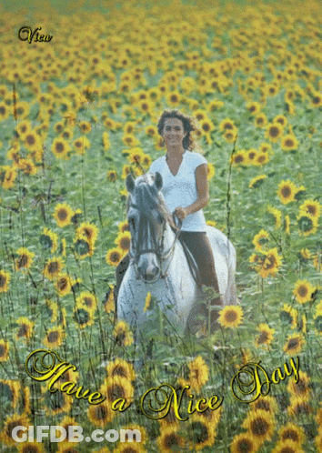 Woman Riding Horse In Sunflower Field GIF