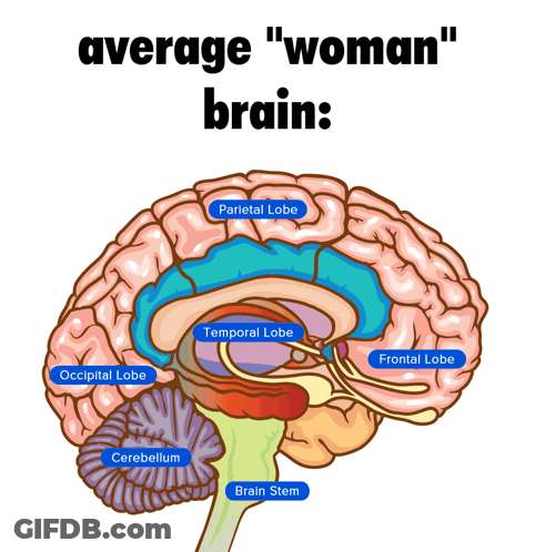 Woman's Brain: Parietal, Temporal, Occipital, Cerebellum, Brain Stem GIF