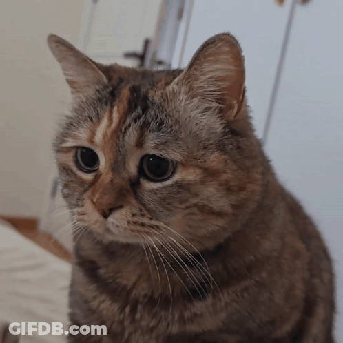 Woman Saying Go Spain Oh Yeah Oh Yeah GIF