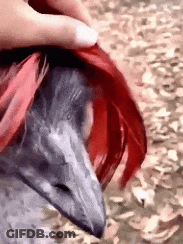 Woman Says I Don't Want No Animal I'm A Dog Already GIF