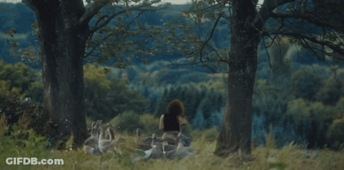 Woman Sitting In Field With Geese GIF