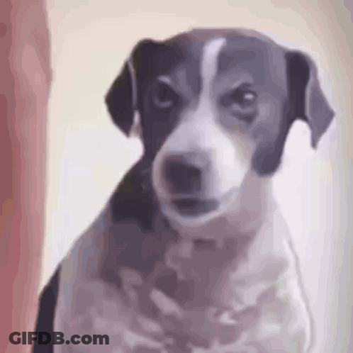 Woman Sitting In Front Of White Board Saying Slightly Different GIF