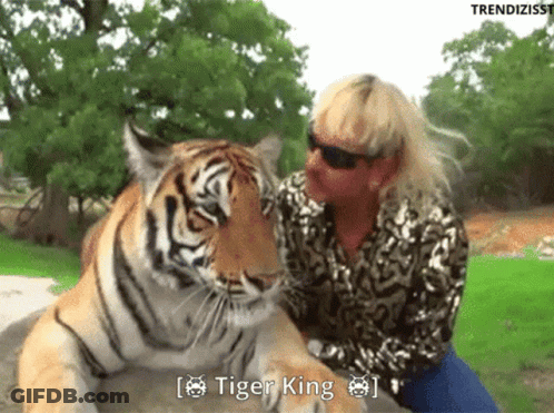 Woman Sitting Next To Tiger With Tiger King GIF