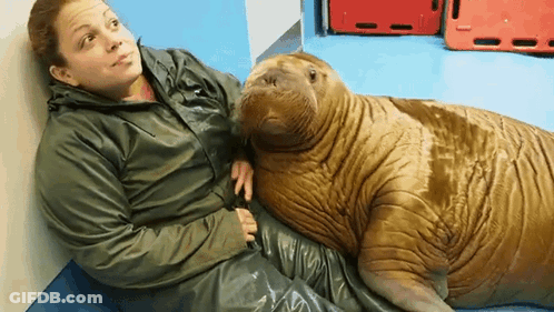 Woman Sitting Next To Walrus On Blue Floor GIF