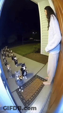 Woman Standing In Front Of Door With Cats Playing Instruments GIF