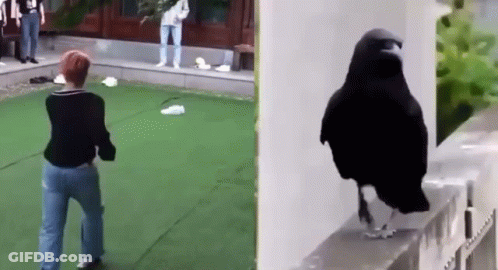 Woman Standing Next To Black Bird GIF