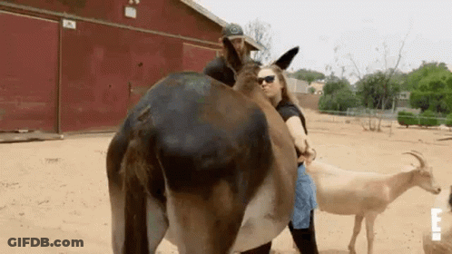 Woman Standing Next To Donkey And Goat GIF