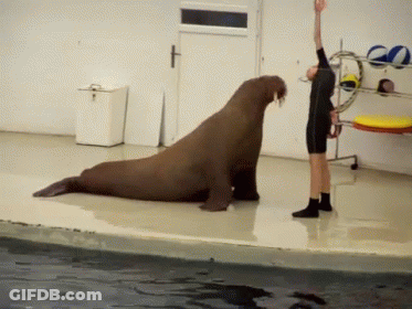 Woman Standing Next To Sitting Walrus GIF