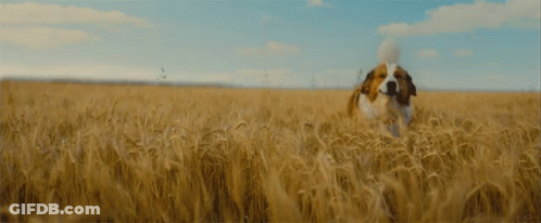 Woman Standing On Dirt Path In Flower Field GIF