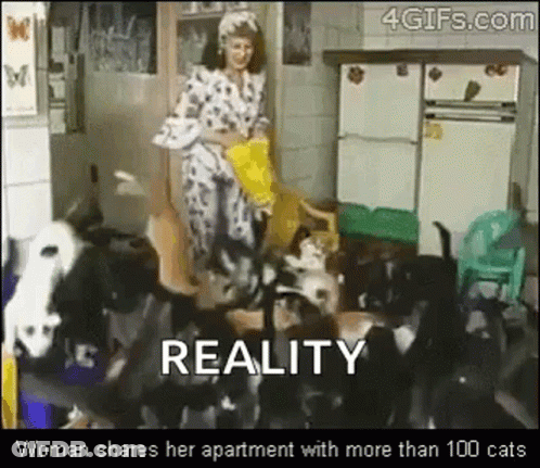 Woman Surrounded By Cats Reality GIF