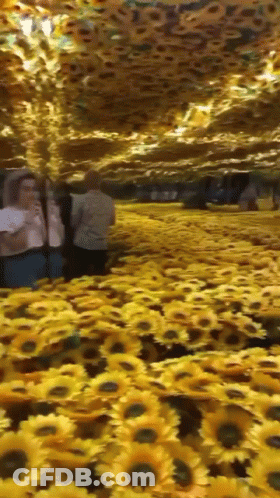 Woman Taking Picture Of Sunflowers In Mirrored Room GIF