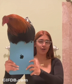 Woman Taking Selfie With Rooster On Head GIF