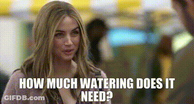 Woman Talking To Man How Much Watering Does It Need GIF