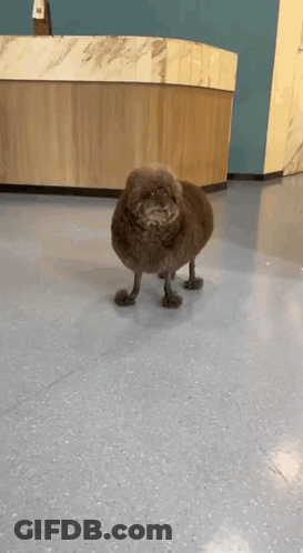Woman Telling Man You're Hairy Like A Bear GIF