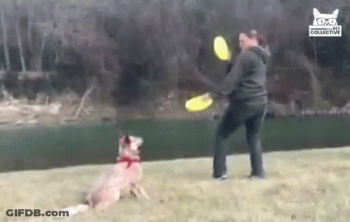 Woman Throwing Frisbee At Dog GIF