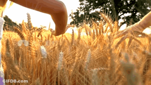 Woman Touching Wheat Field GIF