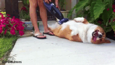 Woman Vacuuming Dog Fur GIF