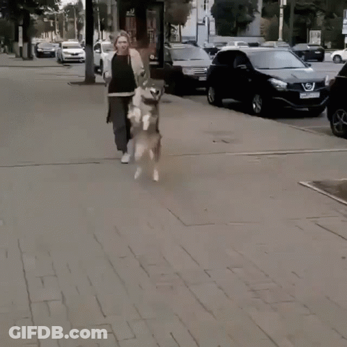 Woman Walking Dog On Leash GIF