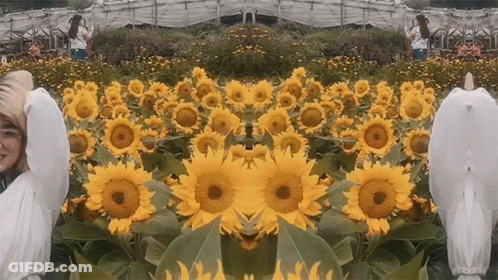 Woman With Arms Outstretched In Sunflower Field GIF