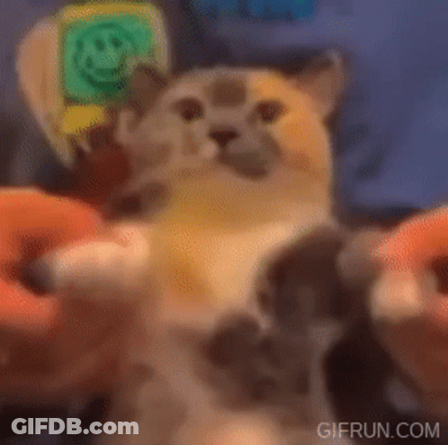 Woman With Dreadlocks Saying I Thought We'll Never See Him Again GIF