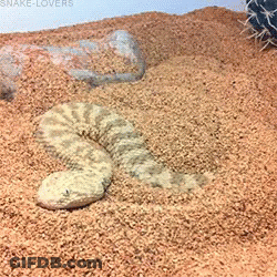 Woman With Mask Saying Viper Loves Amora GIF