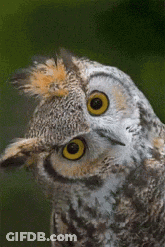 Woman With Short Black Hair Making Funny Face GIF