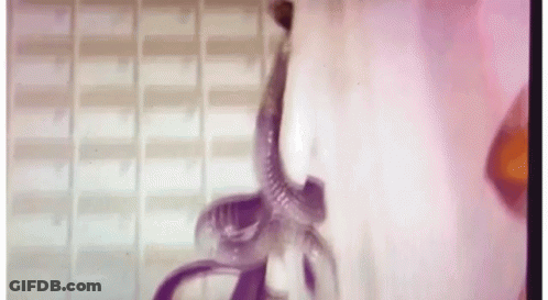 Woman With Snake In Mouth Close Up GIF
