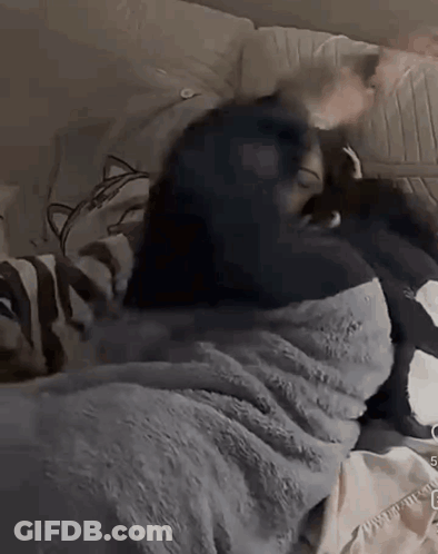 Woman Wrapped In Blanket Laying On Bed With Dog GIF
