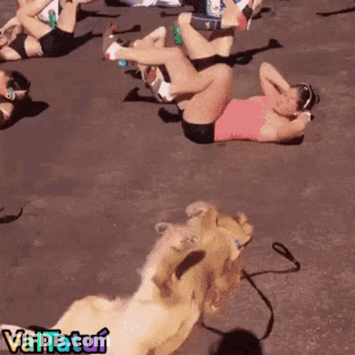 Women Exercising With Dog Valtatui GIF